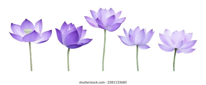 A serene digital illustration featuring five purple lotus flowers at various stages of bloom, symbolizing tranquility, beauty, and nature’s elegance in a botanical art style