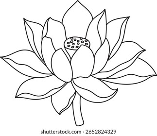  Uma serena ilustração desenhada à mão com uma flor de lótus detalhada com várias camadas de pétalas e um centro de vagem de sementes texturizado. 