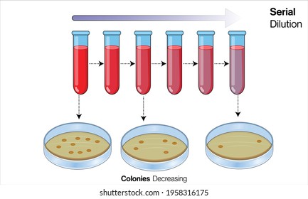 Serial dilution in microbiology and inoculation process for micro organism colony growth in medium.