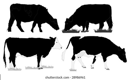 Series of black and white cows