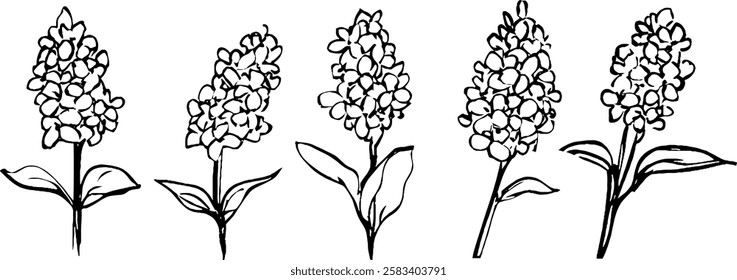 A series of five hand-drawn illustrations of flowers, showcasing different stages or varieties. Each flower has a distinct shape and arrangement, with leaves at the base.