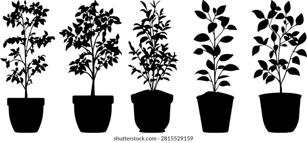 A series of five potted plants showing different stages of growth, from seedling to mature plant, on a plain background.