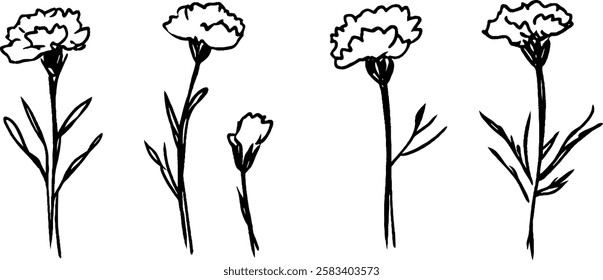 A series of four hand-drawn carnation flowers in various stages of bloom, showcasing their delicate petals and slender stems with leaves.