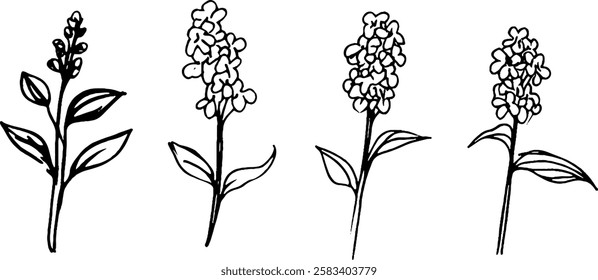 A series of four hand-drawn floral illustrations, each depicting a different flowering plant with slender stems and leaves. The designs are simple and elegant, showcasing various flower shapes