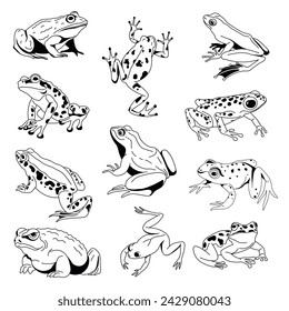 A series of frogs depicted in various poses, this is a vector illustration set executed in a detailed lineart style, isolated on white.