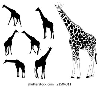 Series of giraffe silhouettes / detailed black and white giraffe (with spots)