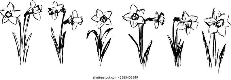 A series of hand-drawn daffodil flowers in various stages of bloom, showcasing their distinct trumpet-shaped petals and slender green stems.