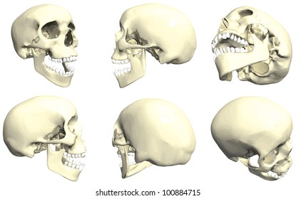 Series of human skulls (no. 2) - in many angles
