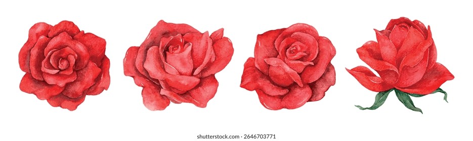 A series of red roses in stages of bloom. Red roses with green leaves. Beautiful red roses, vibrant and detailed. Red roses symbolizing love and passion. Valentine illustrations, isolated vector set.