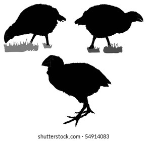 Series of silhouettes showing a Takahe (New Zealand Native Bird)