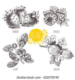 Series - vector fruit and spices. Hand-drawn illustration. Sketch. Healthy food. Linear graphic. Set of strawberry, raspberry, blueberry, bilberry, whortleberry, huckleberry, hurtleberry, gooseberry
