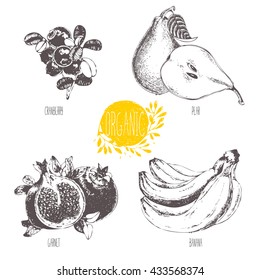 Series - vector fruit and spices. Hand-drawn illustration. Sketch. Healthy food. Linear graphic. Set of pear, banana, garnet and cranberry.