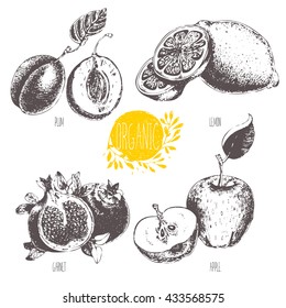 Series - vector fruit and spices. Hand-drawn illustration. Sketch. Healthy food. Linear graphic. Set of lemon, apple, plum and garnet