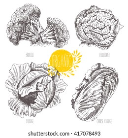 Series - vector fruit, vegetables and spices. Hand-drawn illustration in vintage style. Sketch. Healthy food. Linear graphic. Set of cabbage, cauliflower, broccoli, Chinese cabbage