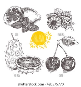 Series - vector fruit, vegetables and spices. Hand-drawn illustration in vintage style. Sketch. Healthy food. Linear graphic. Set of raspberry, cherry, guava, fruit nods