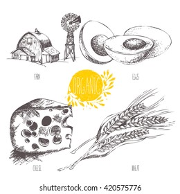 Series - vector fruit, vegetables and spices. Hand-drawn illustration in vintage style. Sketch. Healthy food. Linear graphic. Set of eggs, cheese, farm