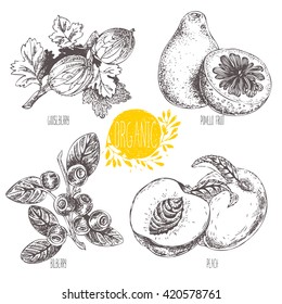 Series - vector fruit, vegetables and spices. Hand-drawn illustration. Sketch. Healthy food. Linear graphic. Set of blueberry, bilberry, whortleberry, blaeberry, gooseberry, peach, pomelo fruit