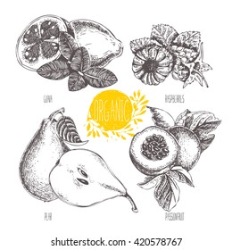 Series - vector fruit, vegetables and spices. Hand-drawn illustration in vintage style. Sketch. Healthy food. Linear graphic. Set of raspberry, passionfruit, pear, guava