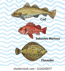 A series of vector illustrations depicting commercial saltwater fish. As a decoration or design element for packaging or publications. Sketch style, sketch, doodle. Sea fish tuna, dorado, goby, catfis