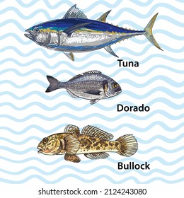 Una serie de ilustraciones vectoriales que representan peces comerciales de agua salada. Como elemento de decoración o diseño para el embalaje o las publicaciones. Estilo de esbozo, boceto, garabato. Atún de pescado del mar, dorado, goby, catfis