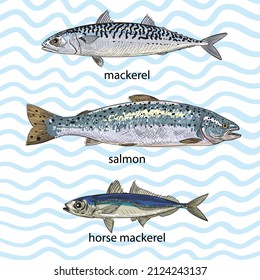 A series of vector illustrations depicting commercial saltwater fish. As a decoration or design element for packaging or publications. Sketch style, sketch, doodle. Sea fish tuna, dorado, goby, catfis