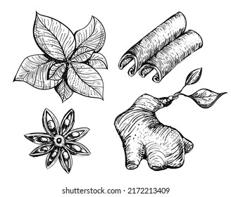 Serie de ilustraciones vectoriales en estilo dibujado: jengibre, menta, anís estrellado, canela.