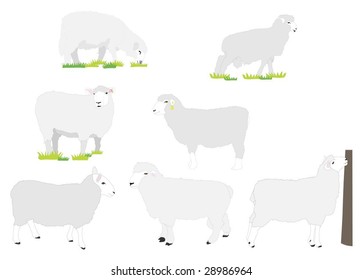 Series of vector sheep