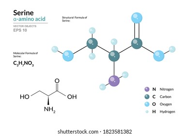 Serine. Ser C3H7NO3. α-Amino Acid. Structural Chemical Formula and Molecule 3d Model. Atoms with Color Coding. Vector Illustration 