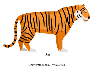 Serious striped tiger with long tail