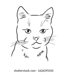 Seriously cat portrait, vector sketch illustration 