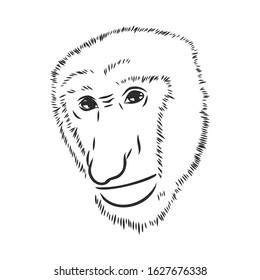 Seriously wild long nose monkey portrait 