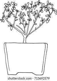 Serissa Foetida Bonsai Tree Hand Drawn Vector