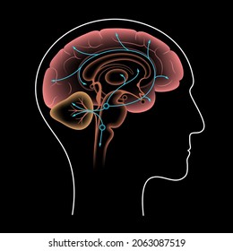 Serotonin pathway in the human brain. Monoamine neurotransmitter. Modulating mood, cognition, reward, learning, memory, and numerous physiological processes. Medical poster flat vector illustration.