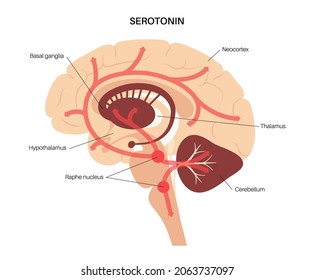 Serotonin verläuft im menschlichen Gehirn. Monoamin-Neurotransmitter Modulierende Stimmung, Erkenntnis, Belohnung, Lernen, Erinnerung und zahlreiche physiologische Prozesse. Medizinisches Poster, flache Vektorgrafik.