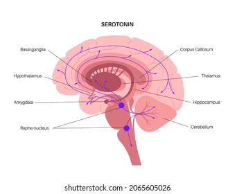 Serotonin pathway in the human brain. Monoamine neurotransmitter. Modulating mood, cognition, reward, learning, memory, and numerous physiological processes. Medical poster flat vector illustration.