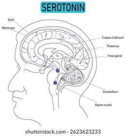 Serotonin Pathway in the Human Brain – Vector Illustration of Neurotransmission Linked to Psychiatric and Neurological Disorders