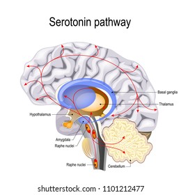 Serotonin pathway. Humans brain with serotonin pathways. psychiatric and neurological disorders.