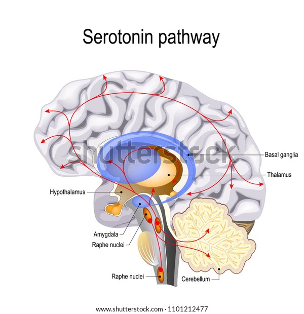 Serotonin pathway. Humans brain
with serotonin pathways. psychiatric and neurological
disorders.