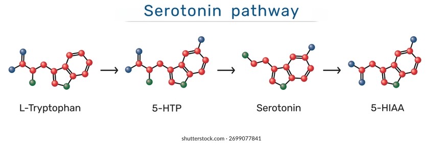 Vía de la serotonina. Moléculas de L-triptófano, 5-hidroxitriptófano (5-HTP), serotonina y ácido 5-hidroxiindoleacético (5-HIAA). Síntesis bioquímica y degradación de la serotonina. Ilustración vectorial
