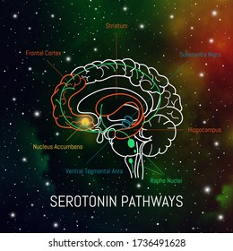 Serotonin Pathways In The Brain. Neuroscience Medical Infographic. Striatum, Substantia Nigra, Hippocampus, Ventral Tegmental Area And Nucleus Accumbens.