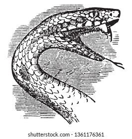 Serpent Head is the prey of a serpent is oven thicker than the serpent itself, vintage line drawing or engraving illustration.