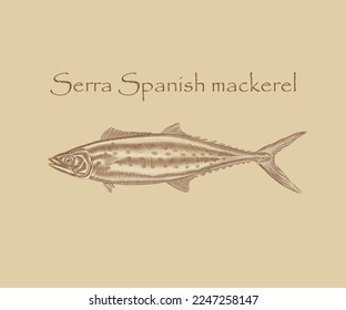 Serra Spanish mackerel fish illustration with details and highlights
