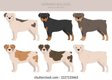 Serrano Bulldog clipart. All coat colors set.  All dog breeds characteristics infographic. Vector illustration