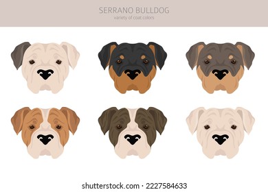 Serrano Bulldog clipart. All coat colors set.  All dog breeds characteristics infographic. Vector illustration