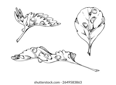 Folhas serrilhadas nas gotas de orvalho da água. Erva arbustiva de flor. Morango damson wayfaring burnet salsa amora. Ilustração botânica de tinta vetorial desenhada à mão isolada. Florista de casamento, cosméticos