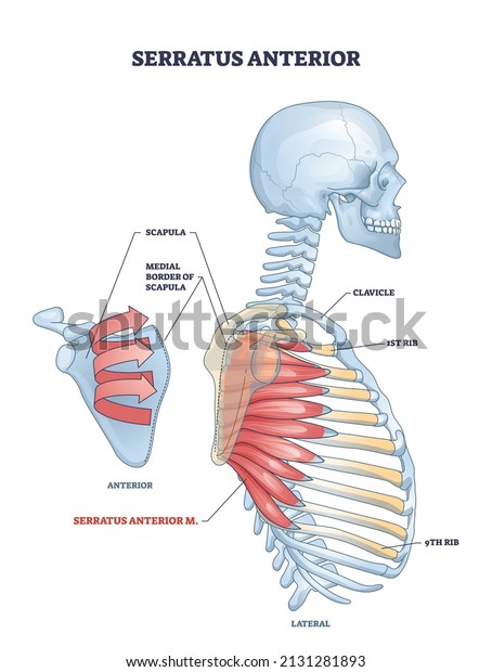 Serratus anterior muscle with anatomical\
skeletal ribcage model outline diagram. Labeled educational\
anatomical example with lateral and anterior view of ribs and upper\
human body vector\
illustration.