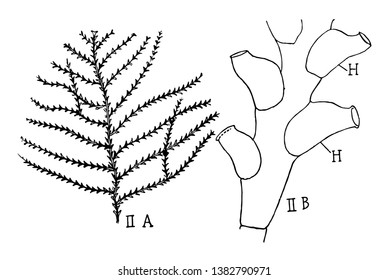 Sertularia Hydroid is a fragment enlarged, vintage line drawing or engraving illustration.