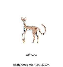 Serval, African animal. Vector illustration isolated on white background.