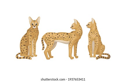 Serval as African Wild Cat with Small Head and Large Ears Standing and Sitting Vector Set