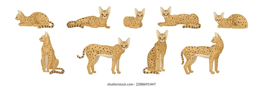 Serval as African Wild Cat with Small Head and Large Ears in Different Pose Vector Set